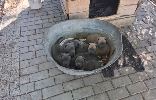 Blue szczenie American Staffordshire Terrier pies piesek 3