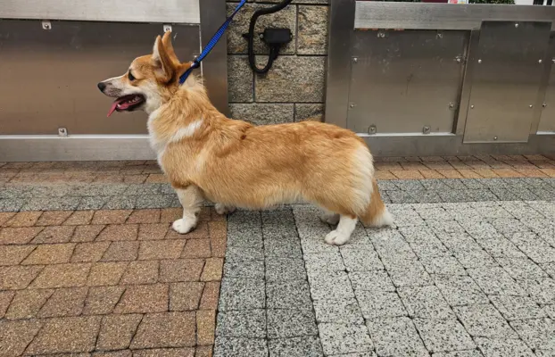 Welsh Corgi Pembroke piesek 2