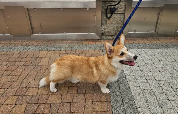Welsh Corgi Pembroke piesek 3
