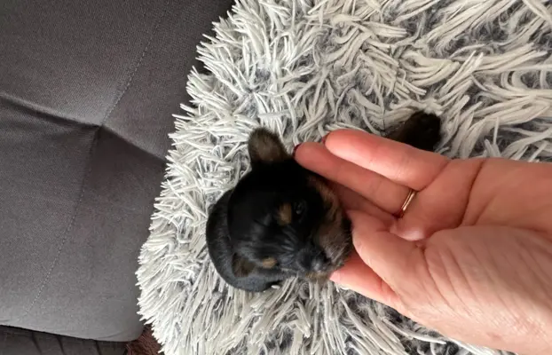 Yorkshire Terrier 1