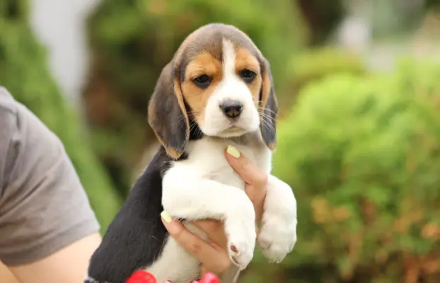 Beagle szczeniaczki ZKwP FCI po Championie 6