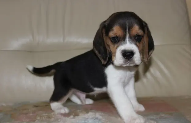 Beagle szczeniaczki ZKwP FCI po Championie 8