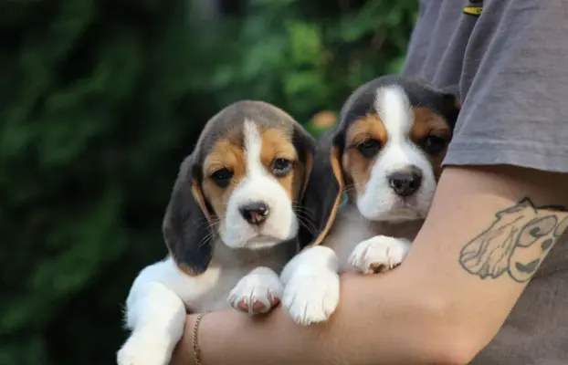 Beagle szczeniaczki ZKwP FCI po Championie 2