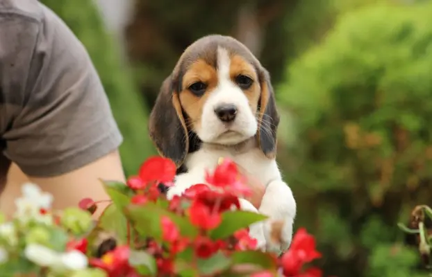 Beagle szczeniaczki ZKwP FCI po Championie 3