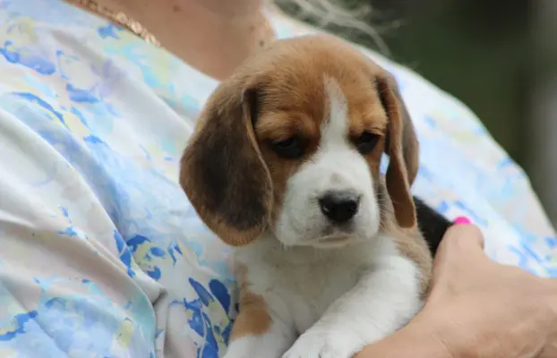 Beagle szczeniaczki ZKwP FCI po Championie 9