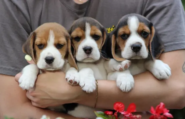 Beagle szczeniaczki ZKwP FCI po Championie 1