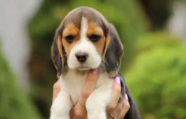 Beagle szczeniaczki ZKwP FCI po Championie 4