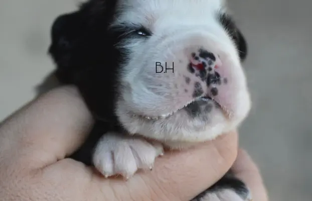 Przepiękne pręgowane szczenięta bokser 2