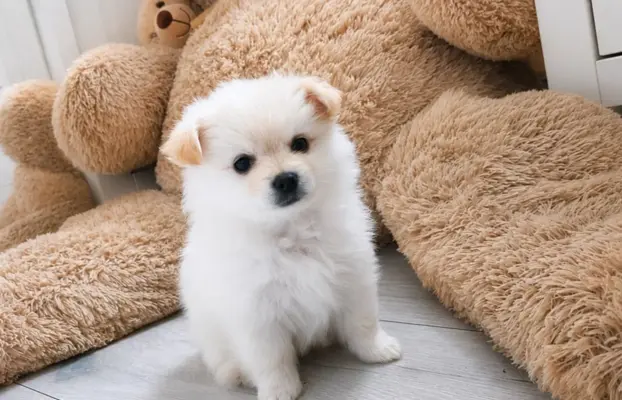 Maltipom – Pomeranian maltańczyk piesek i suczka 1