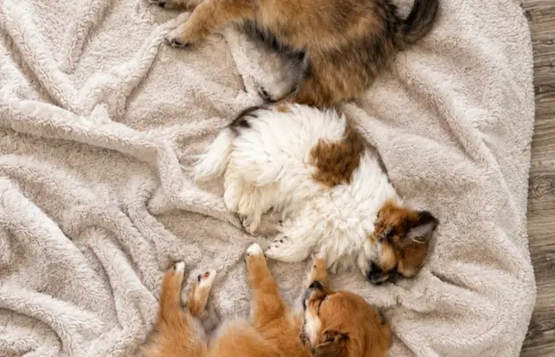 Maltipom – Pomeranian maltańczyk piesek i suczka 2