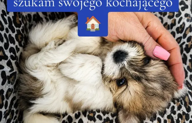 Maltipom – Pomeranian maltańczyk piesek i suczka 3
