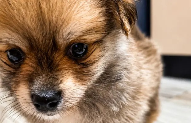 Maltipom – Pomeranian maltańczyk piesek i suczka 4