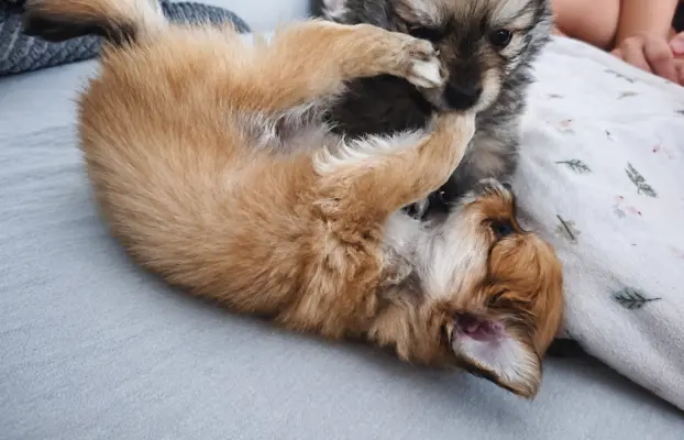Maltipom – Pomeranian maltańczyk piesek i suczka 5