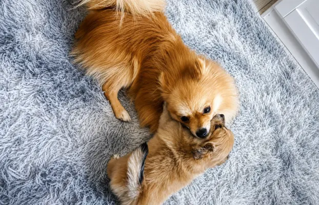 Maltipom – Pomeranian maltańczyk piesek i suczka 6