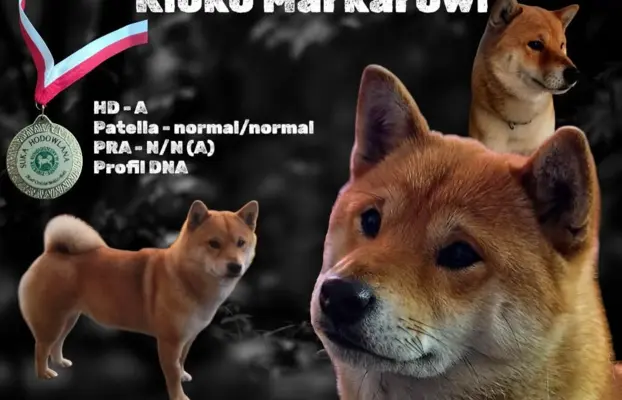 SHIBA INU ZKWP FCI 3