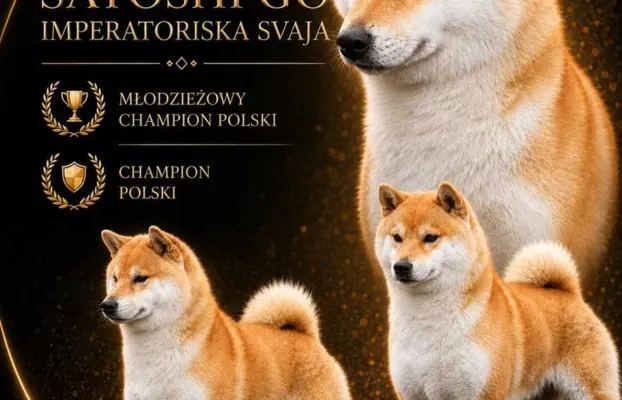 SHIBA INU ZKWP FCI 2