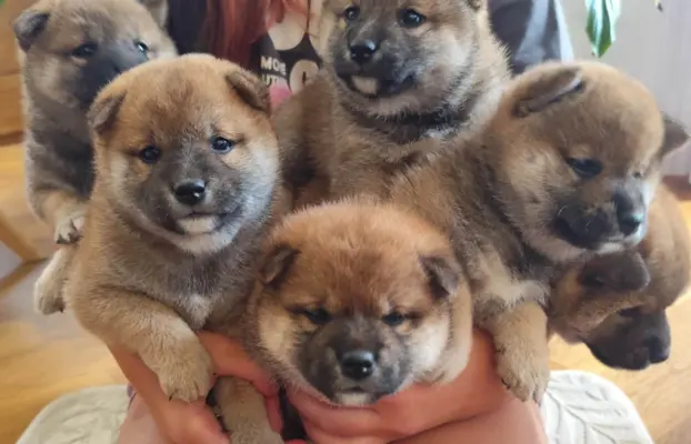 SHIBA INU ZKWP FCI 1