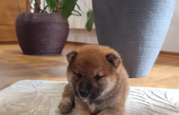SHIBA INU ZKWP FCI 5