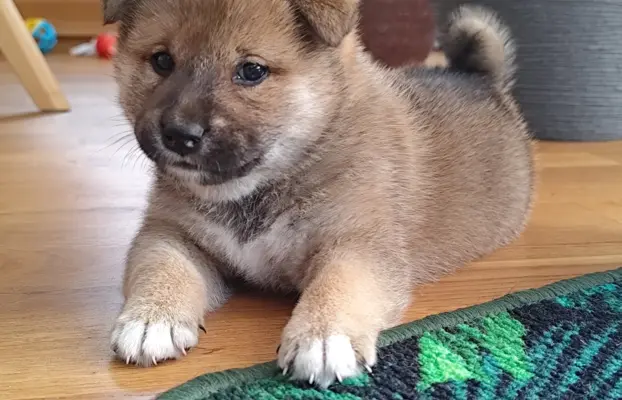 SHIBA INU ZKWP FCI 6