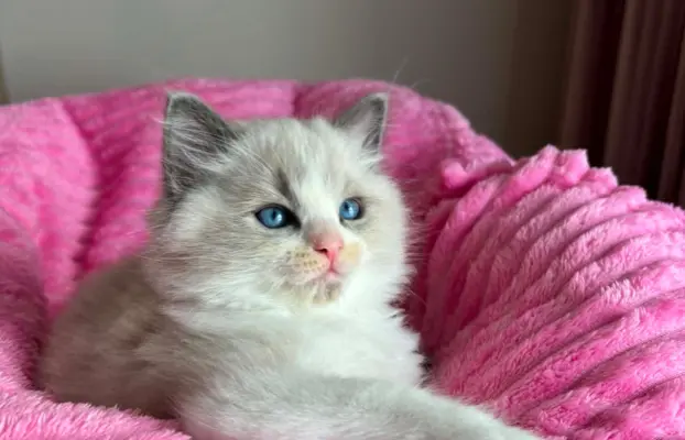 Śliczna kotki Ragdoll 1