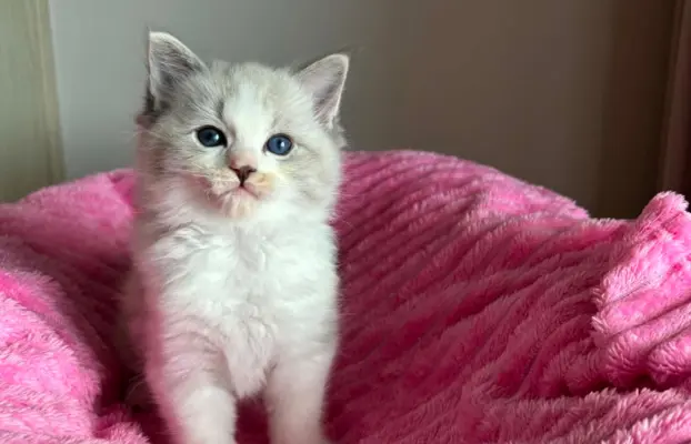 Śliczna kotki Ragdoll 2