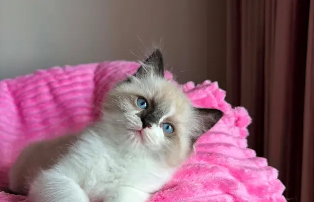 Śliczna kotki Ragdoll 3