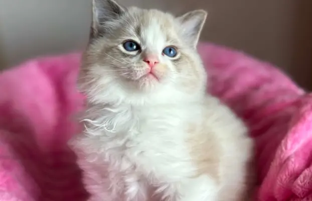 Śliczna kotki Ragdoll 4