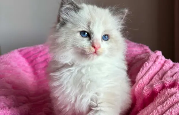 Śliczna kotki Ragdoll 5