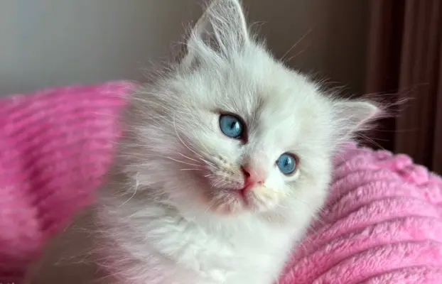 Śliczna kotki Ragdoll 6