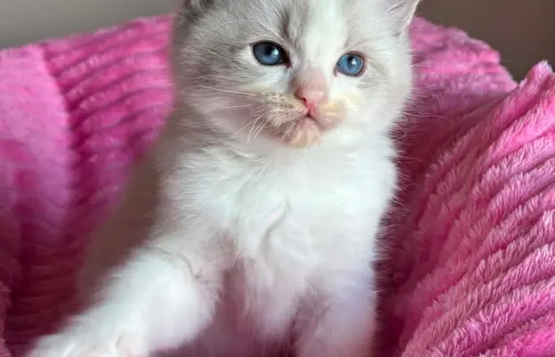 Śliczna kotki Ragdoll 7
