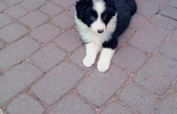 Piesek rasy border collie 05.07.2026 1