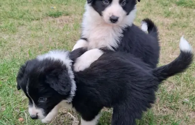 Piesek rasy border collie 05.07.2026 2