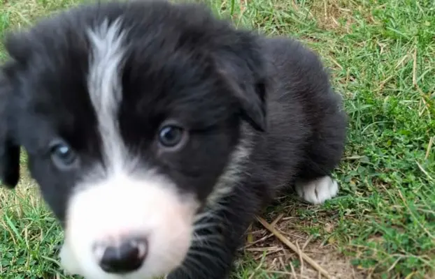 Piesek rasy border collie 05.07.2026 3