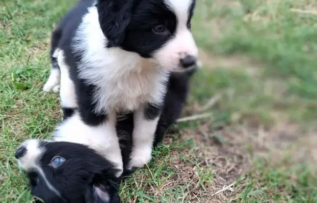 Piesek rasy border collie 05.07.2026 4