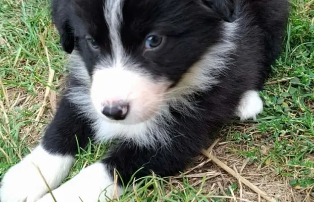 Piesek rasy border collie 05.07.2026 5