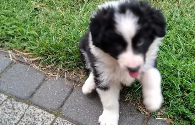 Piesek rasy border collie 05.07.2026 6