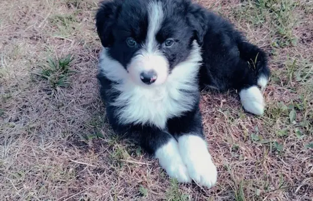 Piesek rasy border collie 05.07.2026 7