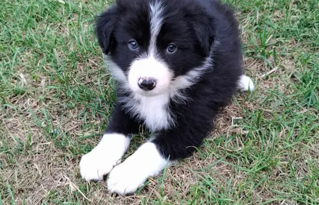 Piesek rasy border collie 05.07.2026 8