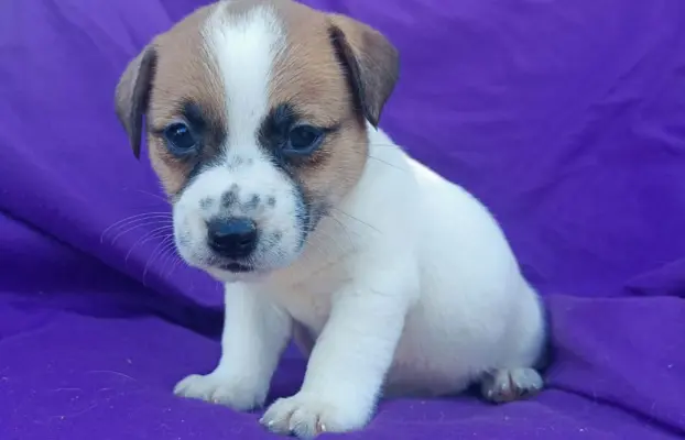 Wzorcowy Jack Russell piękna budowa rodzice FCI 2