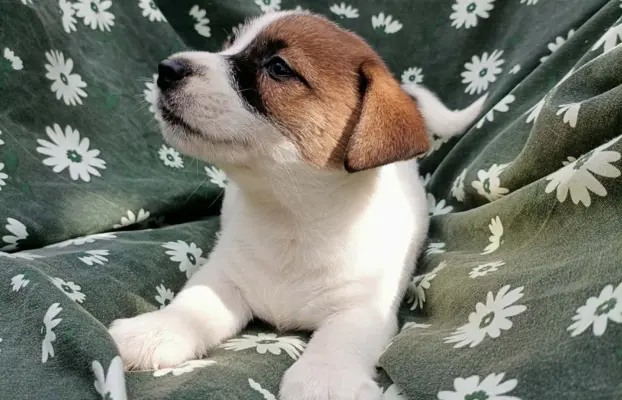 Wzorcowy Jack Russell piękna budowa rodzice FCI 5