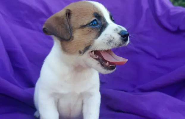 Wzorcowy Jack Russell piękna budowa rodzice FCI 1