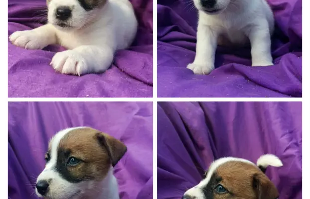 Wzorcowy Jack Russell piękna budowa rodzice FCI 3