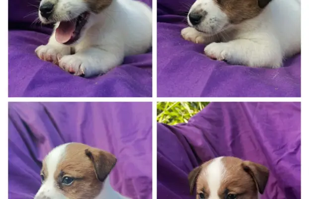 Wzorcowy Jack Russell piękna budowa rodzice FCI 6