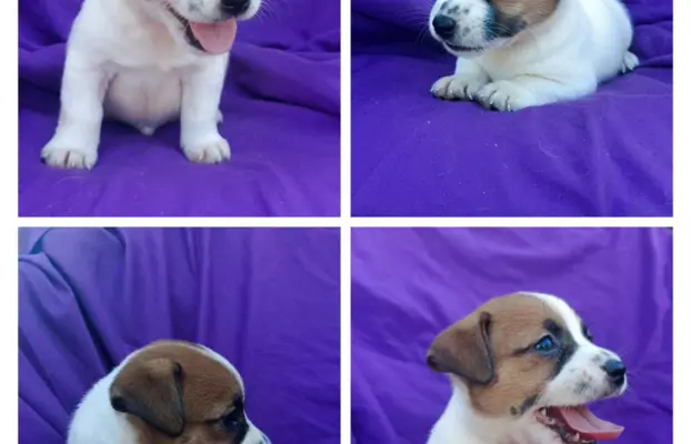 Wzorcowy Jack Russell piękna budowa rodzice FCI 4