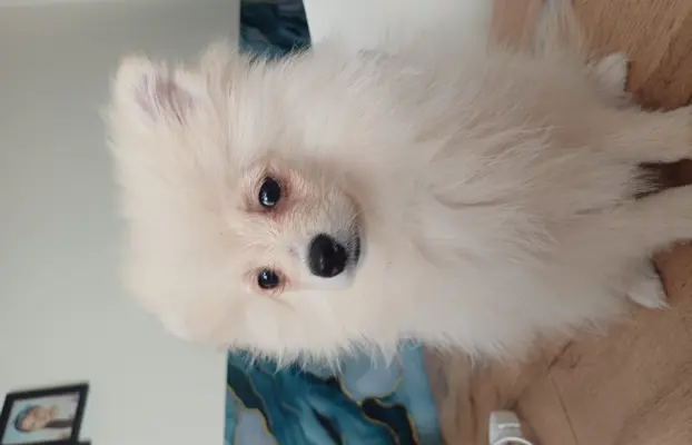Puchate łobuzy 4