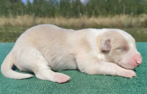 Pies ee-red BORDER COLLIE - pełna dok. REZERWACJE 2