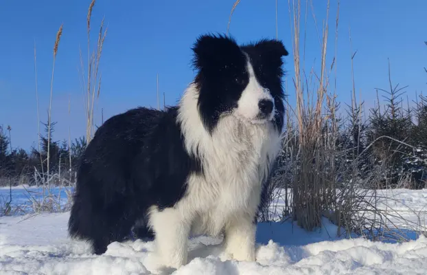 Pies ee-red BORDER COLLIE - pełna dok. REZERWACJE 5