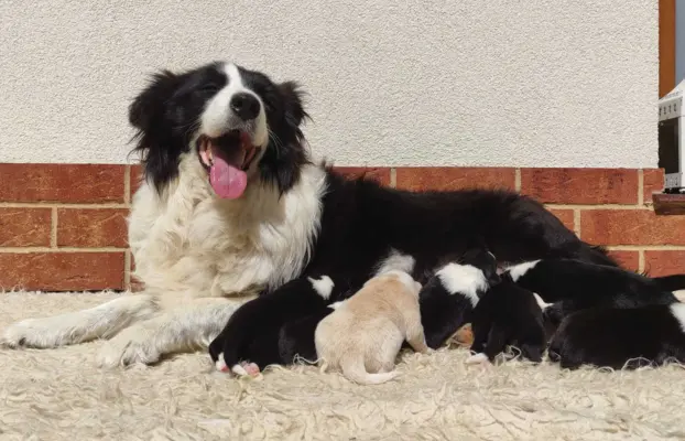 Pies ee-red BORDER COLLIE - pełna dok. REZERWACJE 6