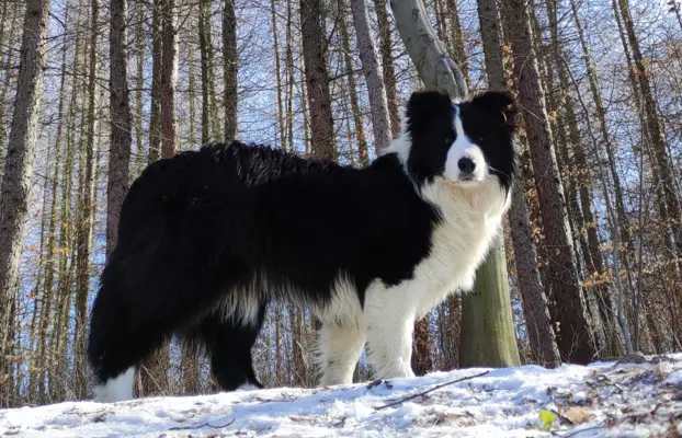 Pies ee-red BORDER COLLIE - pełna dok. REZERWACJE 7