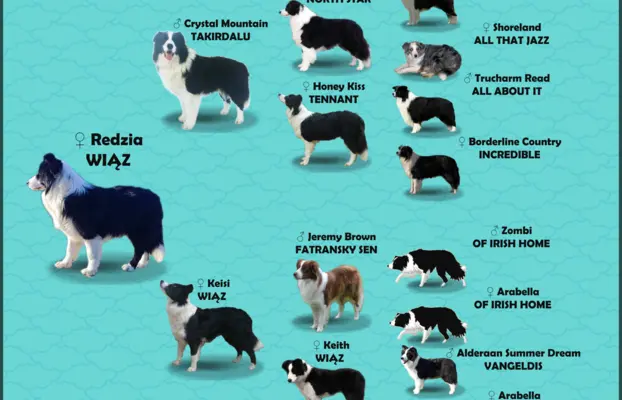 Pies ee-red BORDER COLLIE - pełna dok. REZERWACJE 8